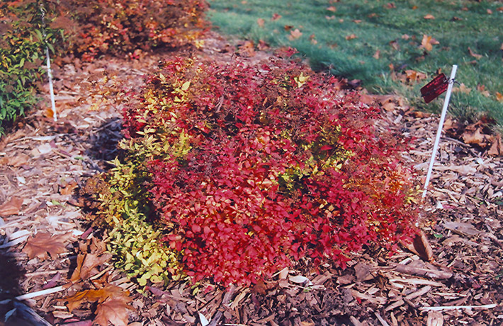Dakota Goldcharm Spirea (Spiraea japonica 'Mertyann') at Iowa City Landscaping