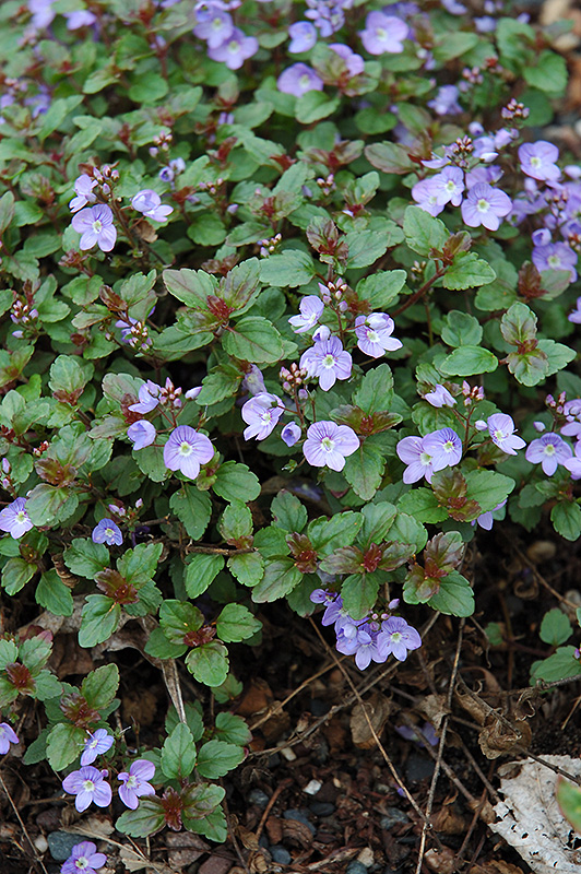 Waterperry Blue Speedwell (Veronica 'Waterperry Blue') at Iowa City Landscaping
