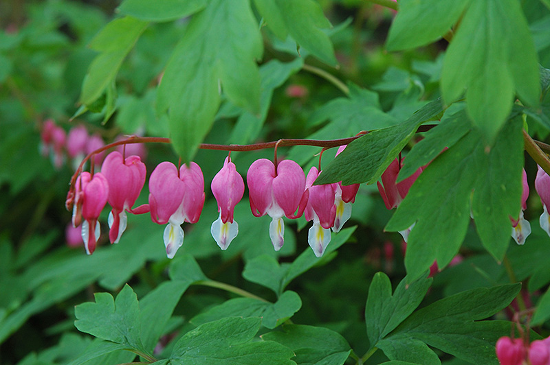 Common Bleeding Heart (Dicentra spectabilis) at Iowa City Landscaping