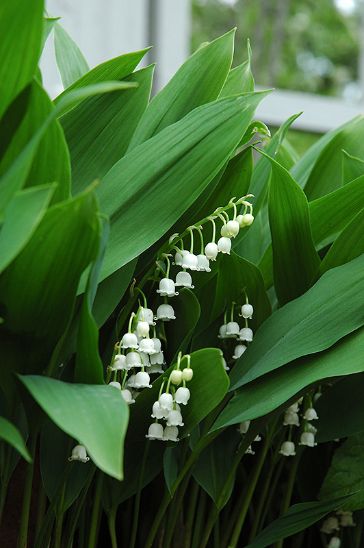 Lily-Of-The-Valley (Convallaria majalis) at Iowa City Landscaping