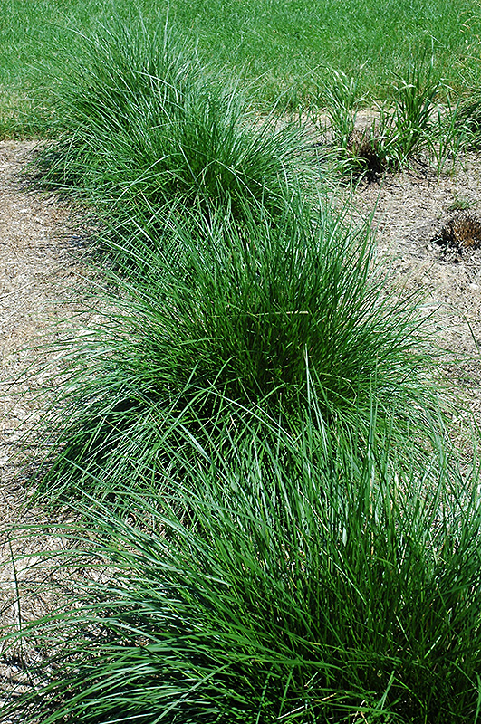 Tufted Hair Grass (Deschampsia cespitosa) at Iowa City Landscaping