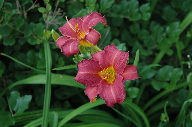 Little Wine Cup Daylily (Hemerocallis 'Little Wine Cup') at Iowa City Landscaping