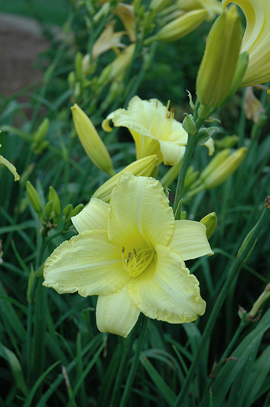 Happy Ever Appster Happy Returns Daylily (Hemerocallis 'Happy Returns') at Iowa City Landscaping