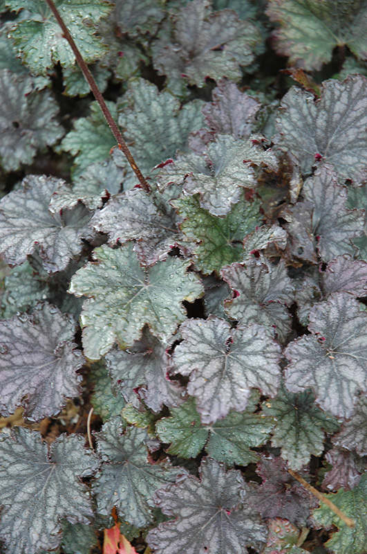 Frosted Violet Coral Bells (Heuchera 'Frosted Violet') at Iowa City Landscaping