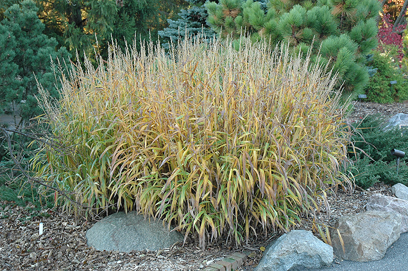 Frost Grass (Spodiopogon sibiricus) at Iowa City Landscaping