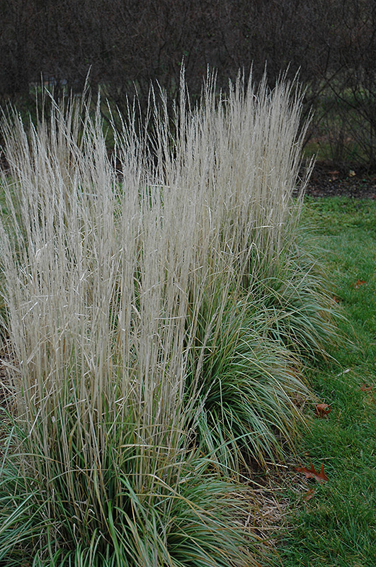 Avalanche Reed Grass (Calamagrostis x acutiflora 'Avalanche') at Iowa City Landscaping