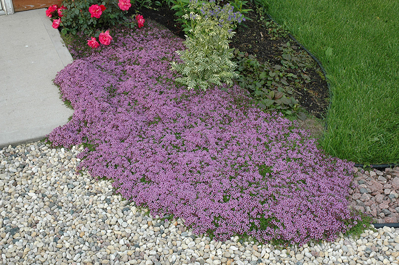 Red Creeping Thyme (Thymus praecox 'Coccineus') at Iowa City Landscaping