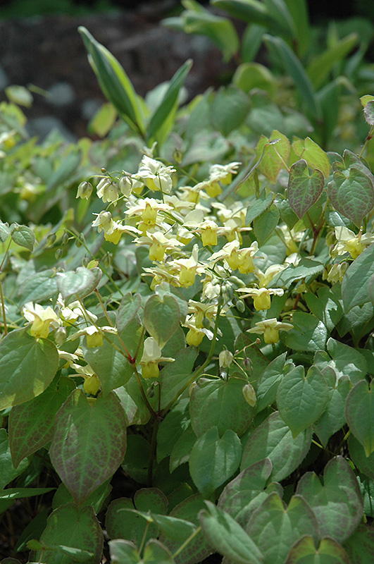 Yellow Barrenwort (Epimedium x versicolor 'Sulphureum') at Iowa City Landscaping
