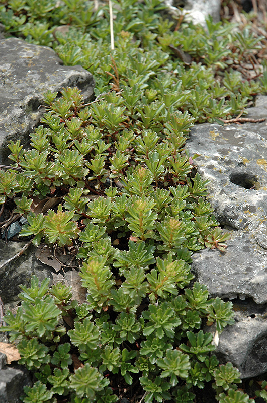 Middendorf Diffusum Stonecrop (Sedum middendorfianum var. diffusum) at Iowa City Landscaping