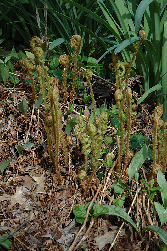 Robust Male Fern (Dryopteris x complexa) at Iowa City Landscaping