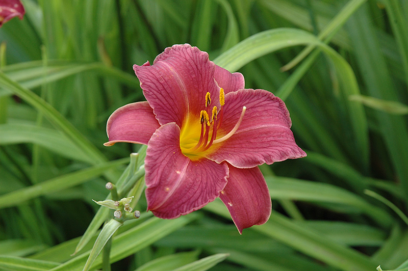 Little Wine Cup Daylily (Hemerocallis 'Little Wine Cup') at Iowa City Landscaping