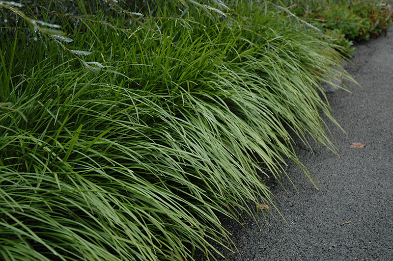 Lily Turf (Liriope spicata) at Iowa City Landscaping