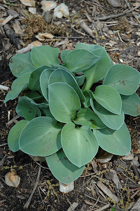 Blue Mouse Ears Hosta (Hosta 'Blue Mouse Ears') at Iowa City Landscaping