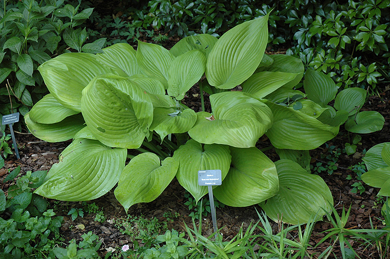 Sum and Substance Hosta (Hosta 'Sum and Substance') at Iowa City Landscaping