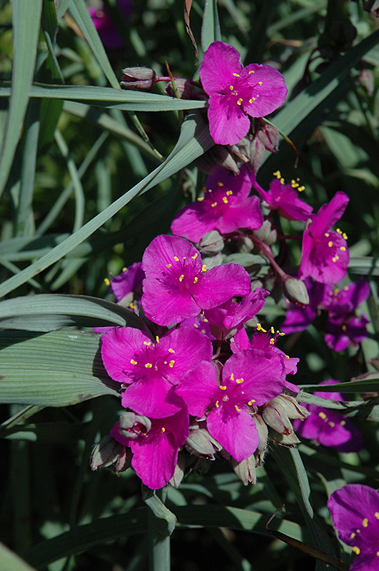 Red Cloud Spiderwort (Tradescantia x andersoniana 'Red Cloud') at Iowa City Landscaping