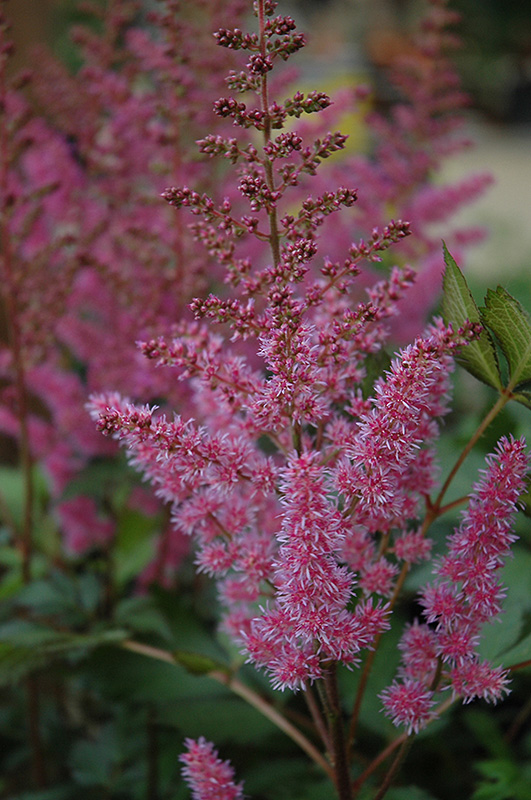Maggie Daley Astilbe (Astilbe chinensis 'Maggie Daley') at Iowa City Landscaping