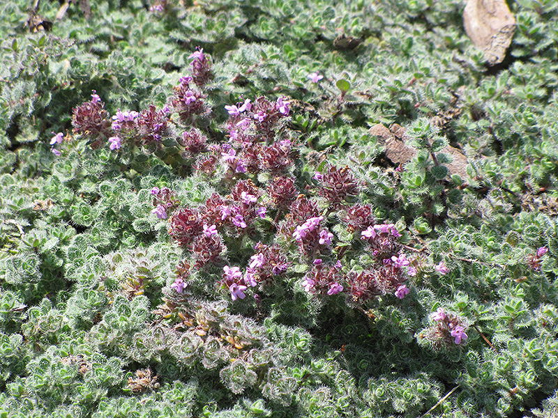 Wooly Thyme (Thymus pseudolanuginosis) at Iowa City Landscaping