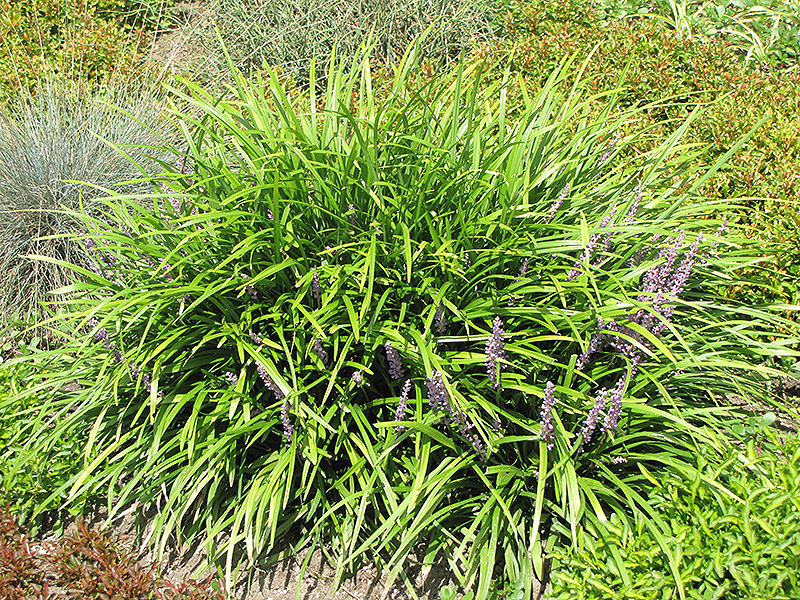 Lily Turf (Liriope spicata) at Iowa City Landscaping