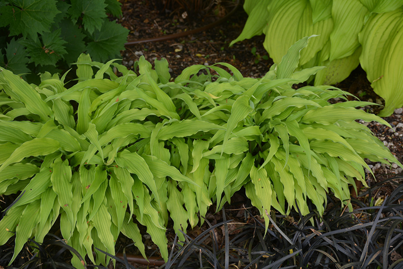 Curly Fries Hosta (Hosta 'Curly Fries') at Iowa City Landscaping