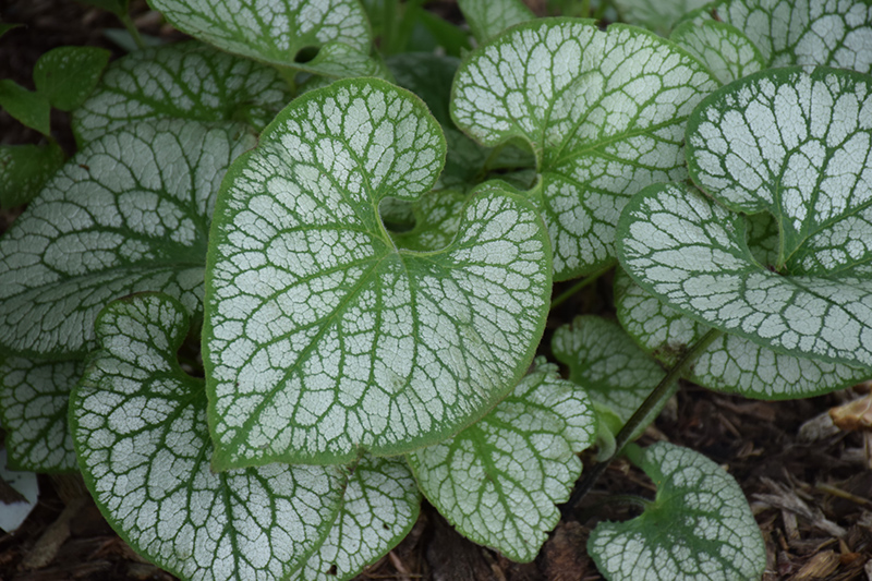 Jack Frost Bugloss (Brunnera macrophylla 'Jack Frost') at Iowa City Landscaping
