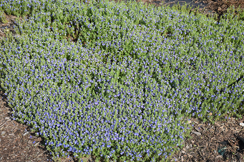 Tidal Pool Speedwell (Veronica 'Tidal Pool') at Iowa City Landscaping