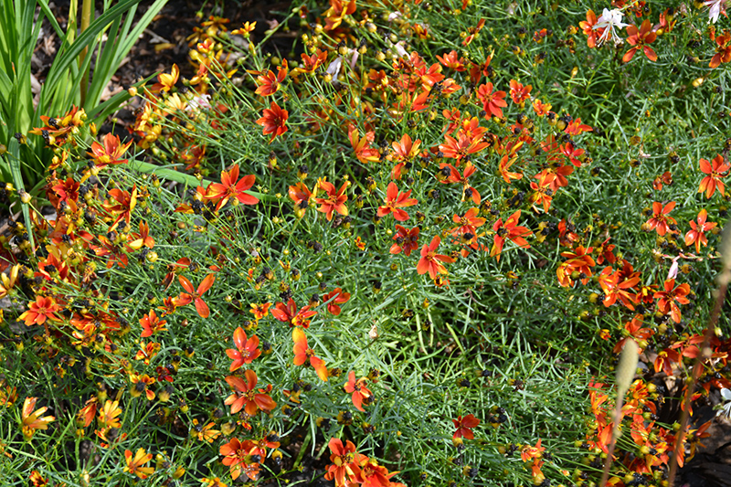 Sizzle And Spice Crazy Cayenne Tickseed (Coreopsis verticillata 'Crazy Cayenne') at Iowa City Landscaping