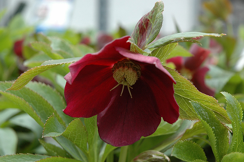 Red Racer Hellebore (Helleborus 'Red Racer') at Iowa City Landscaping