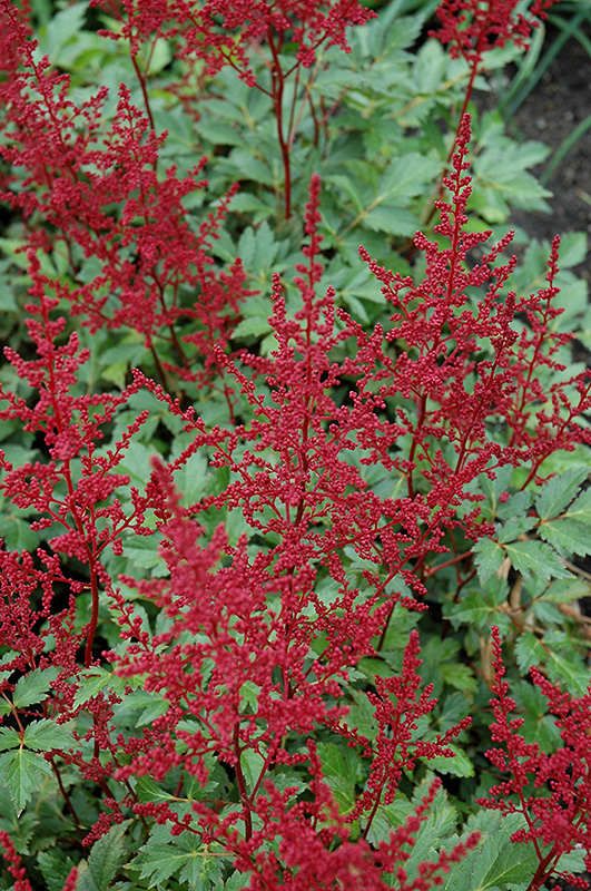 Red Sentinel Astilbe (Astilbe x arendsii 'Red Sentinel') at Iowa City Landscaping