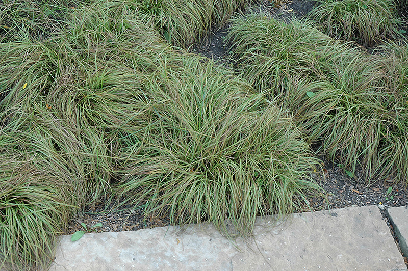 Beatlemania Spring Sedge Carex Caryophyllea Beatlemania In Iowa City Cedar Rapids Iowa Ia At Iowa City Landscaping