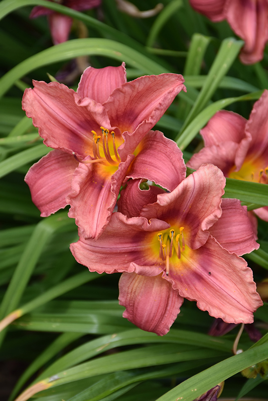 Happy Ever Appster Rosy Returns Daylily (Hemerocallis 'Rosy Returns') at Iowa City Landscaping