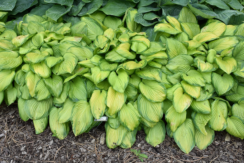 Stained Glass Hosta (Hosta 'Stained Glass') at Iowa City Landscaping