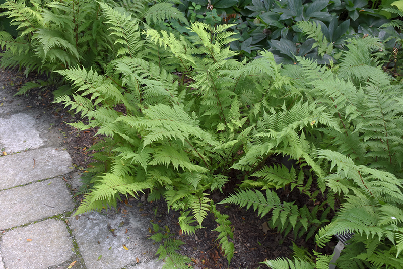 Lady in Red Fern (Athyrium filix-femina 'Lady in Red') at Iowa City Landscaping