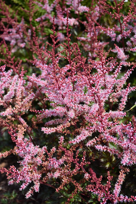 Delft Lace Astilbe (Astilbe 'Delft Lace') at Iowa City Landscaping
