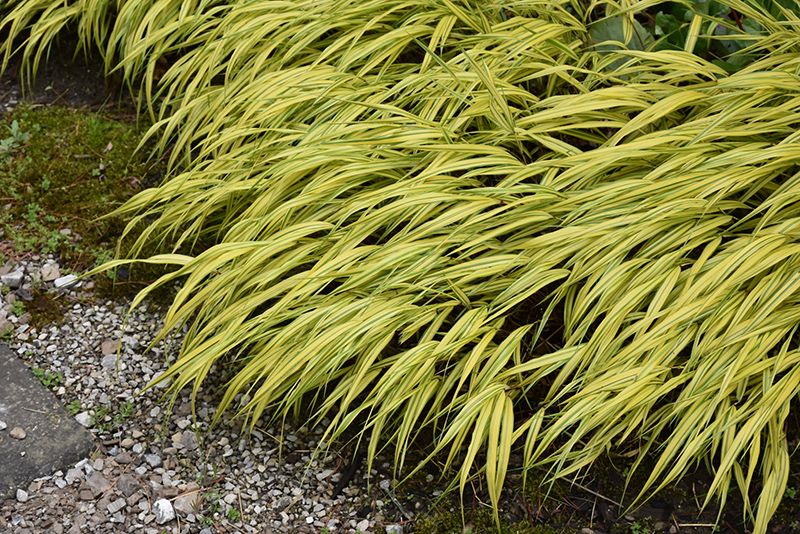 Golden Variegated Hakone Grass (Hakonechloa macra 'Aureola') at Iowa City Landscaping