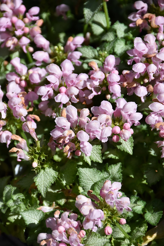 Pink Pewter Spotted Dead Nettle (Lamium maculatum 'Pink Pewter') at Iowa City Landscaping