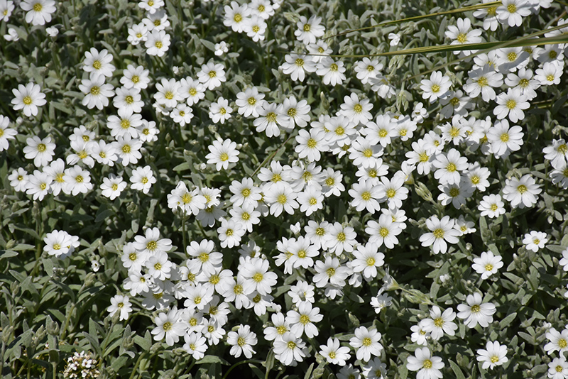 Silver Carpet Snow-In-Summer (Cerastium tomentosum 'Silver Carpet') at Iowa City Landscaping