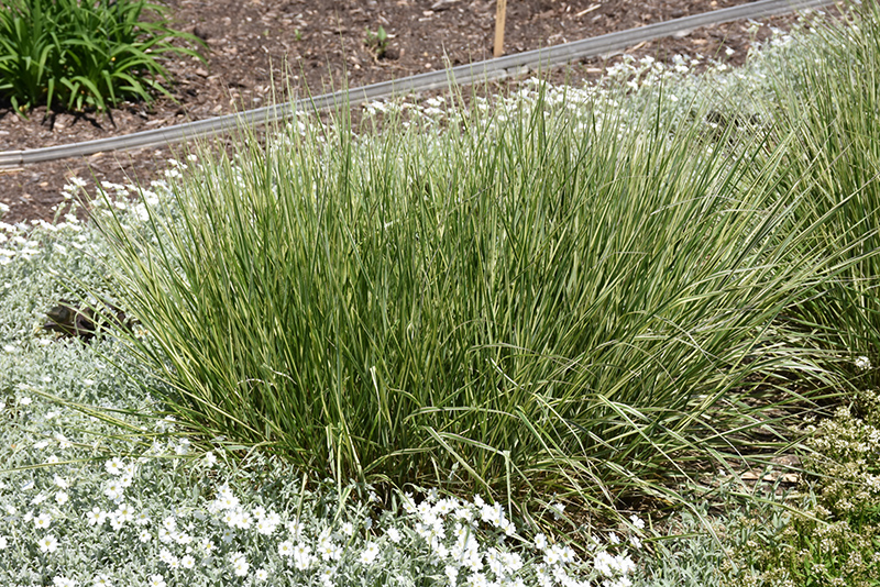 Variegated Reed Grass (Calamagrostis x acutiflora 'Overdam') at Iowa City Landscaping