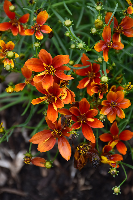 Sizzle And Spice Crazy Cayenne Tickseed (Coreopsis verticillata 'Crazy Cayenne') at Iowa City Landscaping