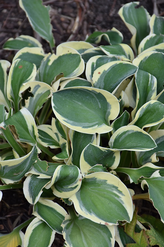 Mighty Mouse Hosta (Hosta 'Mighty Mouse') at Iowa City Landscaping