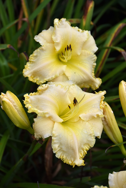 Marquee Moon Daylily (Hemerocallis 'Marquee Moon') at Iowa City Landscaping