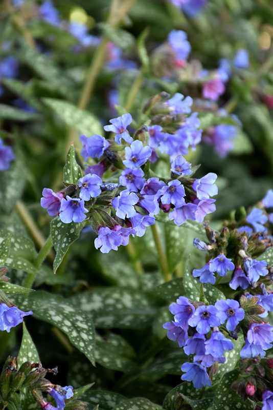 Trevi Fountain Lungwort (Pulmonaria 'Trevi Fountain') at Iowa City Landscaping