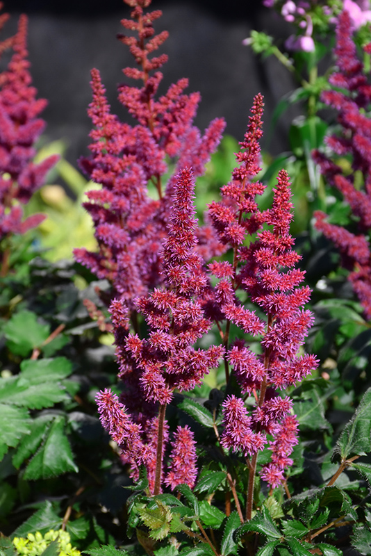 Visions in Red Chinese Astilbe (Astilbe chinensis 'Visions in Red') at Iowa City Landscaping