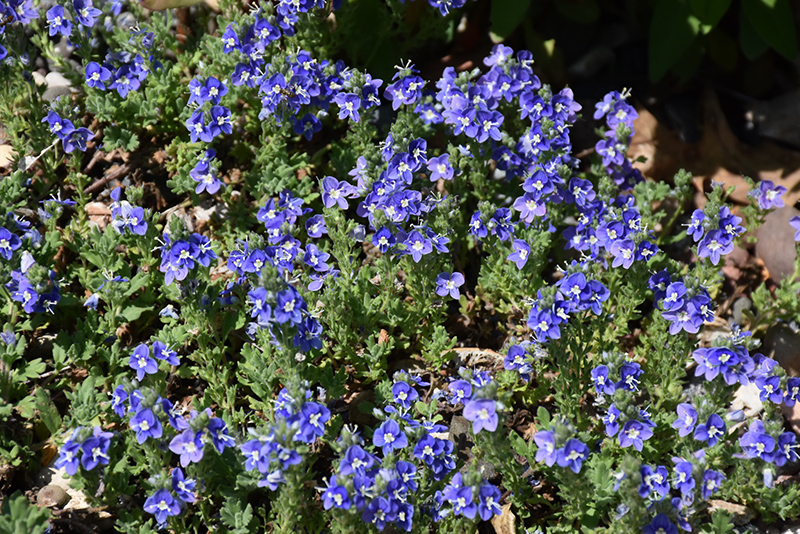 Tidal Pool Speedwell (Veronica 'Tidal Pool') at Iowa City Landscaping