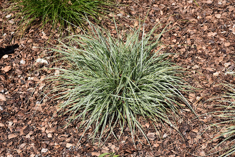 EverColor Everest Japanese Sedge (Carex oshimensis 'Carfit01') at Iowa City Landscaping