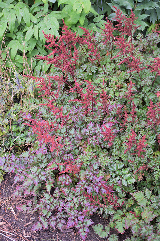 Delft Lace Astilbe (Astilbe 'Delft Lace') at Iowa City Landscaping
