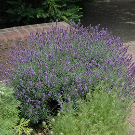 English Lavender Lavandula Angustifolia In Iowa City Cedar Rapids Iowa Ia At Iowa City Landscaping