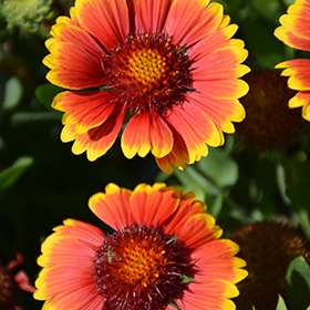 Gaillardia dazzler 2024