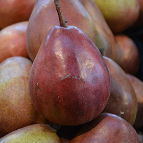 Pyrus communis 'Comice' (European Pear)