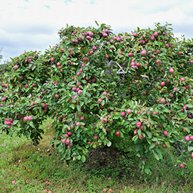 RubyMac® McIntosh Apple