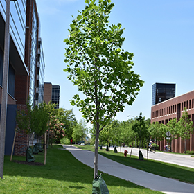 Emerald City Tuliptree Liriodendron Tulipifera Jfs Oz In Iowa City Cedar Rapids Iowa Ia At Iowa City Landscaping